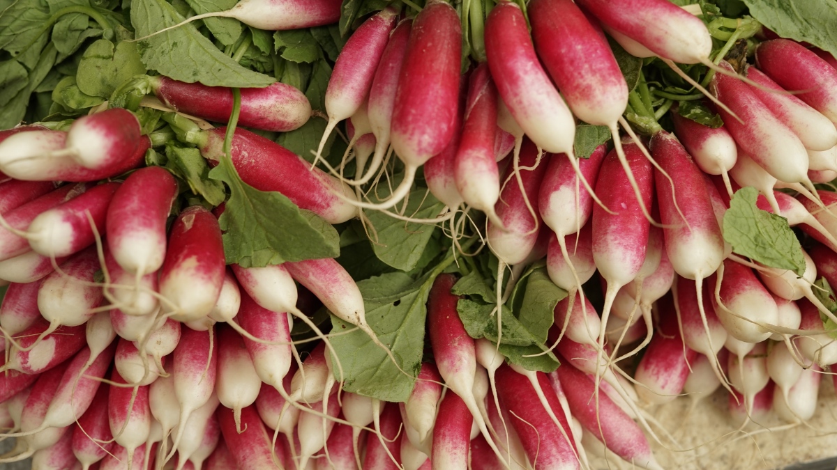 4 Tips For Growing Large Radish Crops